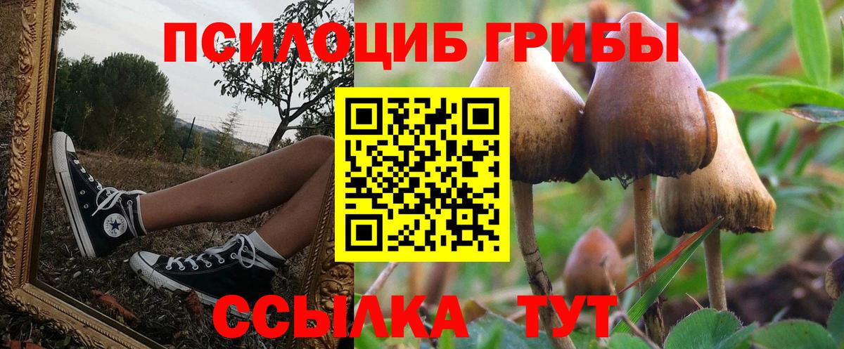 Галлюциногенные грибы Cubensis  как найти наркотики  Вход с VPN  Черногорск  Псилоцибиновые грибы мицелий 